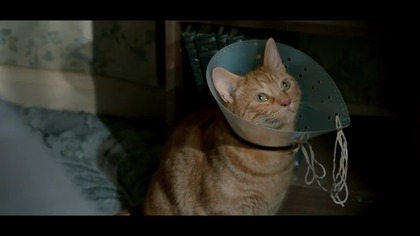 Kot Bob i ja - A Street Cat Named Bob (2016) Lektor 1080p