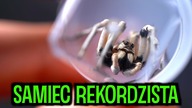 TEGO JESZCZE NIE BYŁO  Ile czasu samiec może TO ROBIĆ? / Lycosa praegrandis