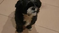 Shih-tzu