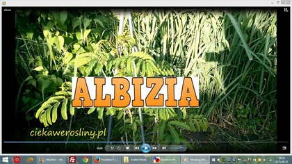 72 Albicja jedwabista Albizia julibrissin. Cz. 1