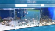 Mega sklep zoologiczny
