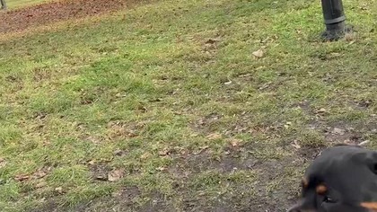 Ćwiczenie z reaktywnym psem.  Usiądź na ławce w miejscu, w którym pies jest w stanie się opanować.  Trzymaj psa na krótkiej, LUŹNEJ smyczy przez pół godziny, pozwalając mu oswajać się z otoczeniem. Powtarzaj codziennie przez tydzień w coraz bardziej zróżnicowanym otoczeniu.