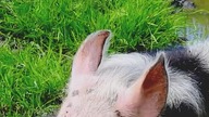 Ciekawostki O Świniach! - czego nie potrafią robić?