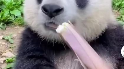 panda...  #trueman #love #true #śmieszne #motywacja #truman ,#memy