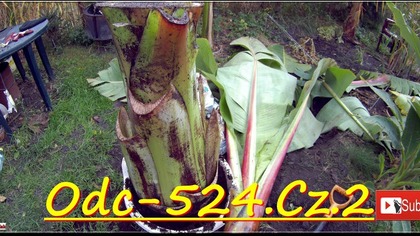 Odc-524. Cz. 2-Ensete Ventricosum green, wykopki, cięcie, zimowanie.  CDN