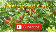 153. Kwitnący granat z pestki.  Cz 2 Granat właściwy