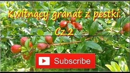 153. Kwitnący granat z pestki.  Cz 2 Granat właściwy