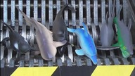 Shredding Sharks! Crushing: Sharks Family - Whats inside?