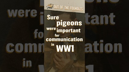 Yes, Pigeons Won Medals in WWII #OOTD #shorts