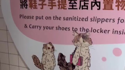 Cat Cafe - Taiwan (May 2025)