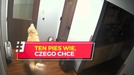 Ten pies wie, czego chce. Żadne drzwi go nie powstrzymają