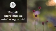 Rośliny łąkowe, które warto mieć w ogrodzie! Sposób na tani ogród