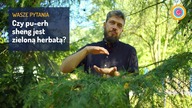 Czy pu-erh jest zieloną herbatą | Czajnikowy.pl