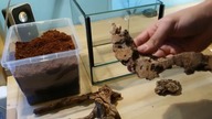 How to setup  terrarium / vivarium  for tarantula and moving in Heterothele violasella female