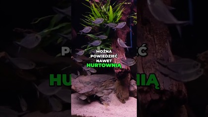 Metoda z morszczyzny w akwarium słodkim?  #akwarystyka