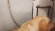 Kąpiel Rubika! Raz na rok Bambus też musi być umyty ;)