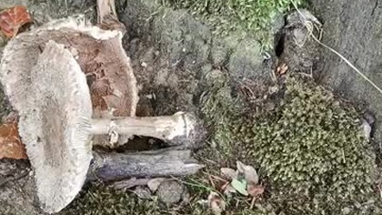 Rozpoznawanie grzybów - Atlas Grzybów, czyli co, gdy mieszkamy daleko od PSSE (sanepidu?) Literatura