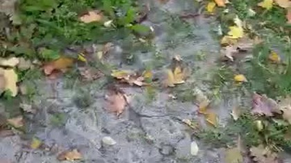 Tu już podlewałem.