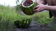 EXPERIMENT Watermelon VS 1000 Rubber bands