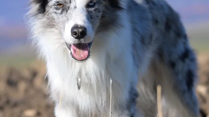 14666409 2160 3840 30fps