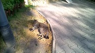 Główny Tiger na osiedlu.  Ten kot to tu największy drapieżnik nie licząc ludzi Theatrum Illuminatum
