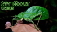 ŻYWY LIŚĆ GIGANT 