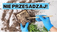 Kiedy Roślin Domowych ABSOLUTNIE Nie Przesadzać!