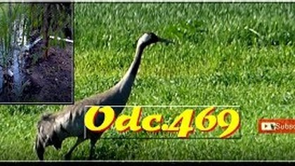 Odc. 469 Żurawie-odgłosy, ile podrósł miskant olbrzymi.  120x zoom.