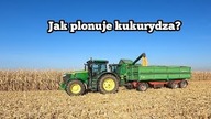 Żniwa kukurydziane część 2/ Kolejna awaria kombajnu/ Nie mamy na co sypać