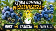 Która borówka wcześniejsza?