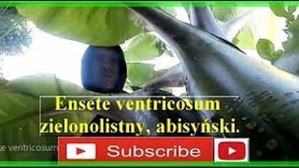 #300- Ensete ventricosum zielonolistny , abisyński.  Uprawa w Polsce.