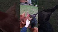 Oswojone kury  przyjaciele z podwórka 