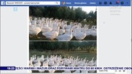 TVP Stream - Telewizja Polska S. A.  2020-06-28 19 26