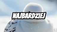 Rise Above: Unleash Your Inner Ptarmigan!