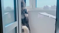 Husky i jego reakcja na syreny