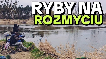 654 PĘDZĄCA ODRA NA ROZMYCIU - NURT CZY KLATKA? ZIMA CZY WIOSNA?