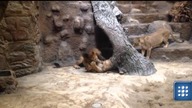 Szok! Lwica zagryziona na oczach świadków w gdańskim zoo