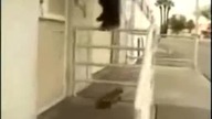 Skate vs Parkour