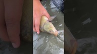 Lin na method feeder