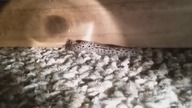 LiveLeak - Slug eating a spider