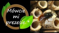 Mówcie mi prezesie - czyli jak legalnie sprzedawać kokony murarek.