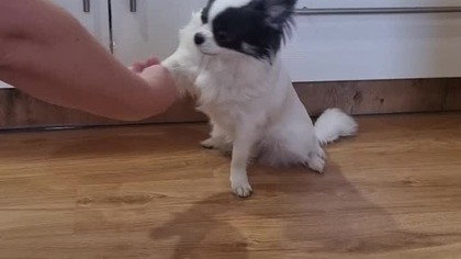 Chihuahua Luna Day 169