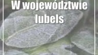 W województwie lubelskim zawieje chłodem.  W weekend zagrzmi