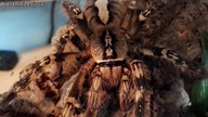 Przeprowadzka samicy Poecilotheria ornata oraz aranżacja terrarium !