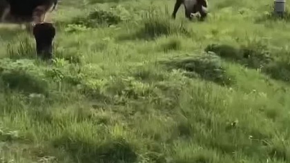 BABCIA WILCZYCA I ALWARO reschip