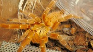 Co słychać u DOROSŁEJ samicy Pterinochilus murinus usambara?