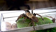 Cyriopagopus sp.  Bach Ma nie daje sobie popalić!
