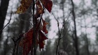 Black Creek (2017) ang.