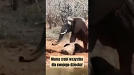 Słonica 2 dni próbowała ratować swoje dziecko.  Aż padła ze zmęczenia!