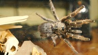 DOROSŁA samica Ceratogyrus darlingi dostała nowe szkło!!